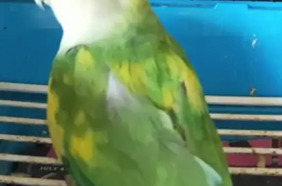 Missing Lovebirds: Green Pied & Blue Cream Head