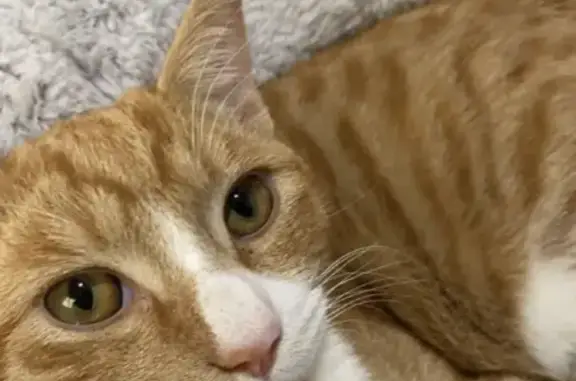 Lost Ginger Cat: Help Us Find Him!