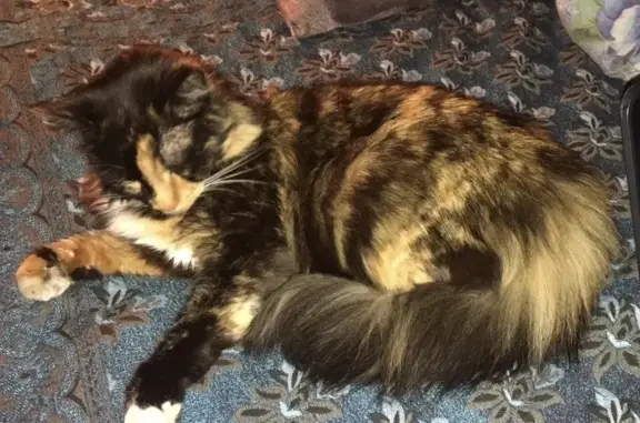 Lost Tortoiseshell Cat in Fawkner - Help Find Her!