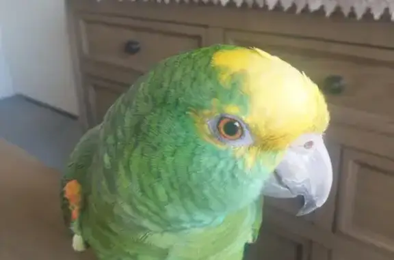 Missing Female Amazon Parrot - Green, Yellow, Red