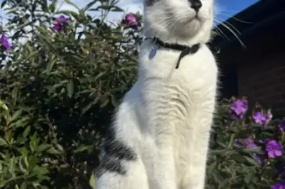 Lost Cow Cat Ziggy: Missing in Roseville