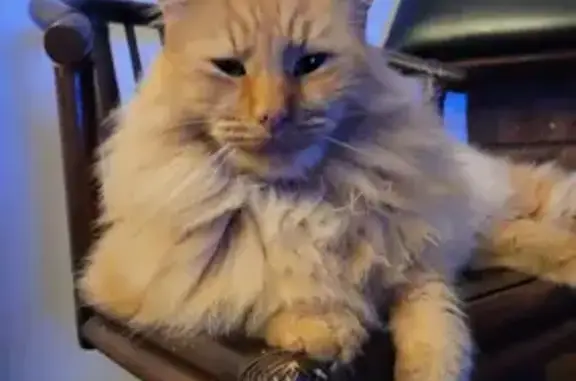 Missing cat , photo: Desperate Search for Missing Easter Cat
