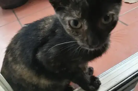 Lost Baby Tortoiseshell Kitten in Holmwood Street