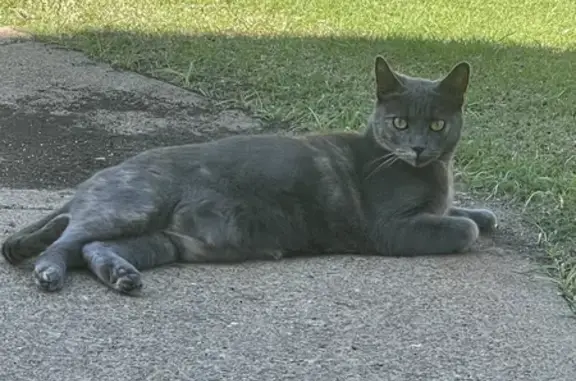 Missing Cat in One Mile: Help Find Her!