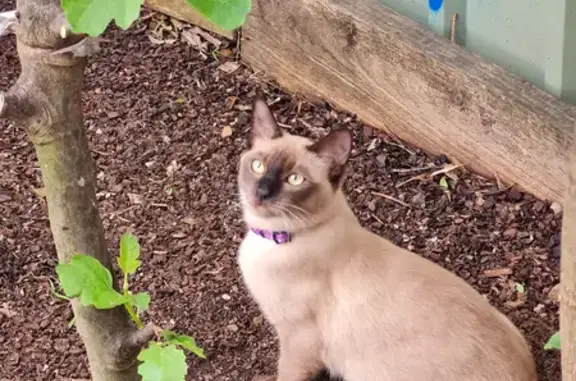 Help Find Bella: Missing Chocolate Burmese Cat