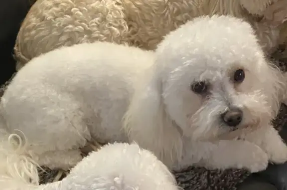 Help Find Macy: Missing White Toy Poodle