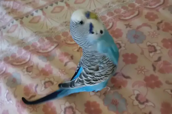 Help Find Momo: Missing Blue Budgie