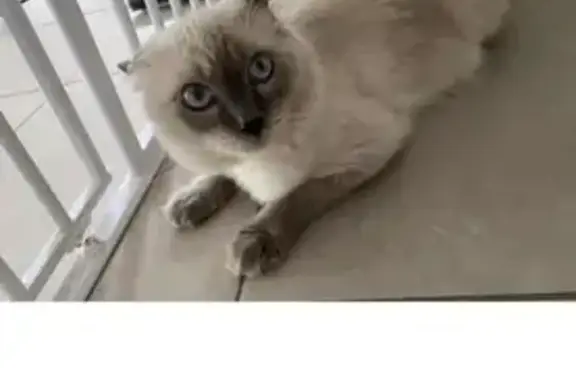 Lost Male Ragdoll Cat: Nicklaus from Strathpine