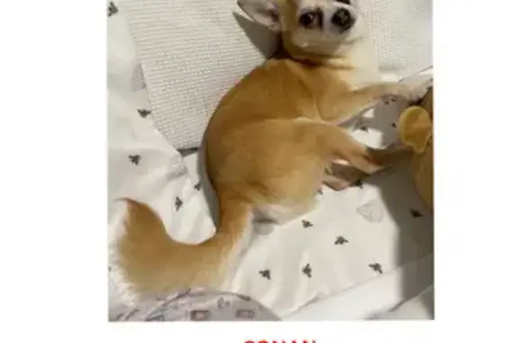 Lost Golden Chihuahua: Help Find Johnny Walker