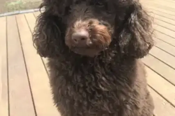 Lost Chocolate Poodle Teddy - Help Find Him!