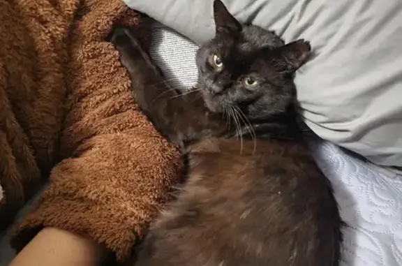 Lost Black Cat: Yellow-Eyed Male DSH