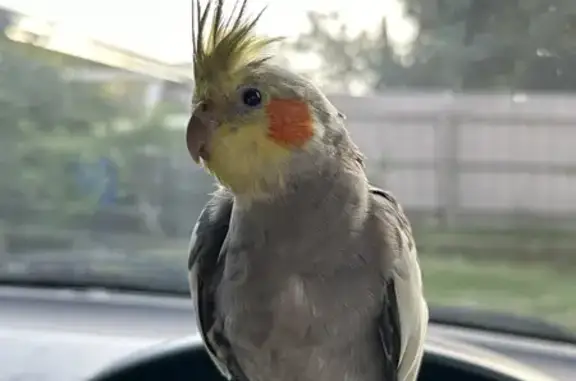 Missing Grey Cockatiel: Lost on Hallam Road