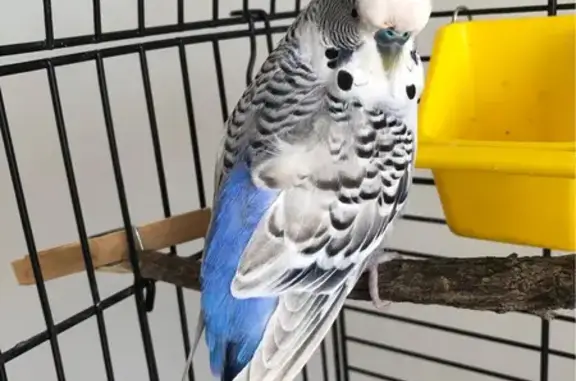 Lost Budgie Tarky Bear: Blue & White, Brisbane