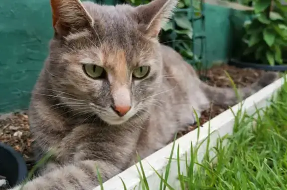 Lost: Talkative Grey Female Cat - Benjamin St.