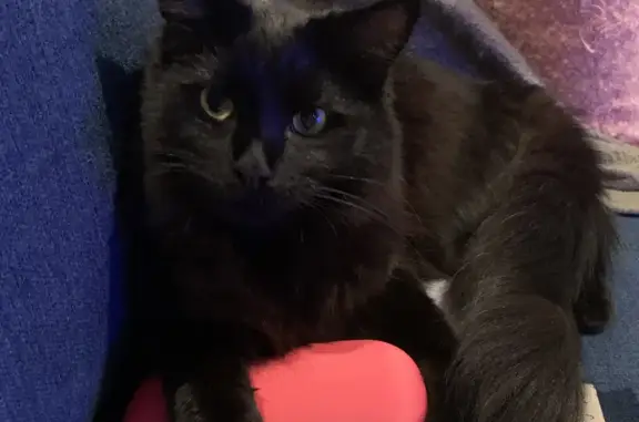 Lost Black Male Cat: Vega St. Microchipped.