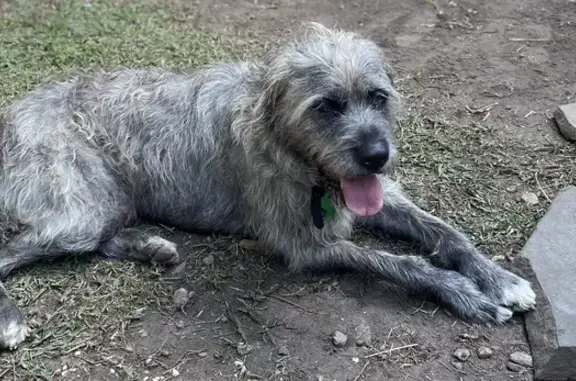Lost Irish Wolfhound: Help Find River
