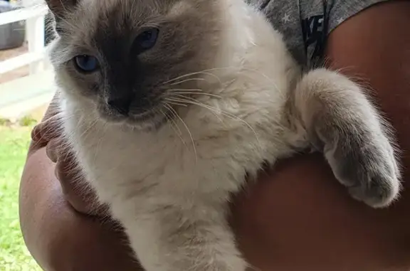 Help find Ollie the missing ragdoll cat 😢