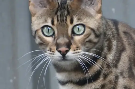 Lost Bengal Cat: Timid & Missing on Salop St.