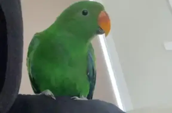 Lost Male Eclectus Parrot in Liverpool