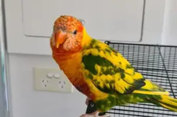 Lost Lorikeet Larry: Help Find Him!