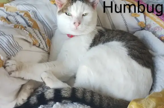 Help Find Humbug: Missing Cat in Brooklyn