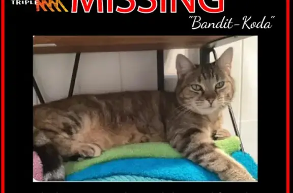 Lost Golden Tabby Cat with Striped Tail & Green Eyes