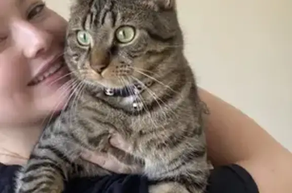 Lost Tabby Cat Broccoli: Microchipped & Desexed