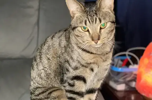 Lost Male Tabby Cat Leo from Pennefather St.