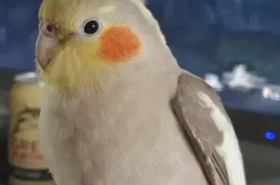 Missing: Friendly Cinnamon Cockatiel in Brisbane