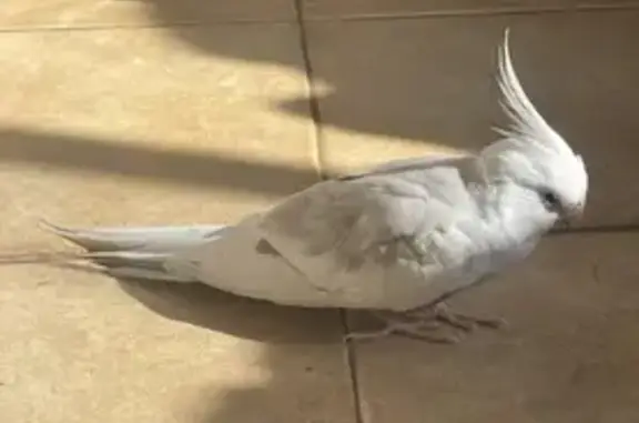 Lost Cockatiel: White & Grey in Mundaring