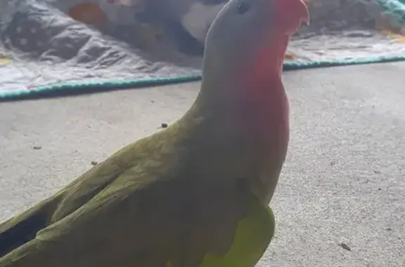 Missing Princess Parrot: Green with Pink Chest in Moreton Bay