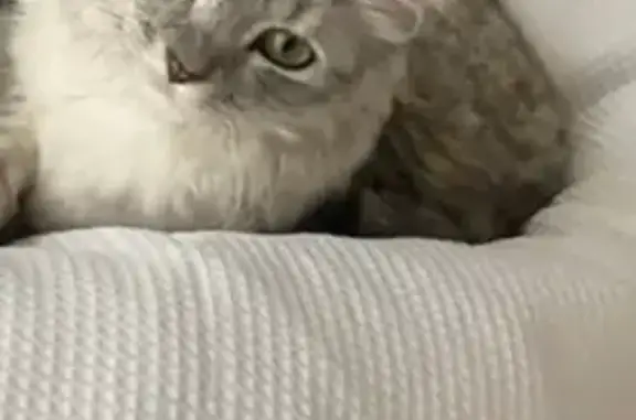 Help Find An Anxious Grey Girl Cat!