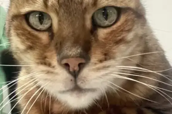 Lost Bengal Cat: 8-Year-Old on Clermont Ave