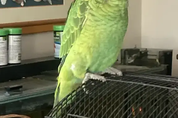 Lost Blue-Fronted Amazon Parrot on Parfrey Road