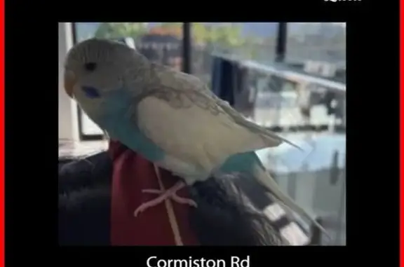 Lost Budgie on Cormiston Road - Help!