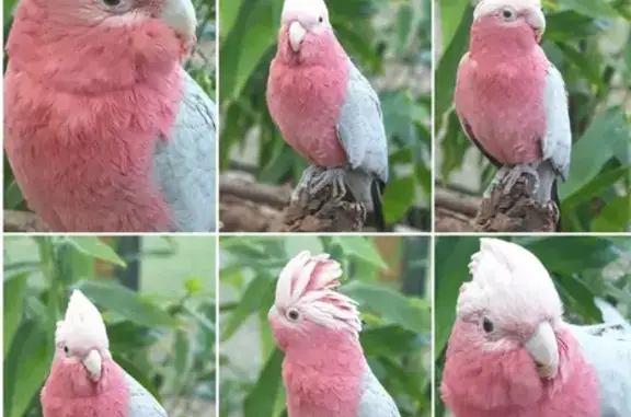 Lost Galah: Tame pet bird missing in Canterbury-Bankstown