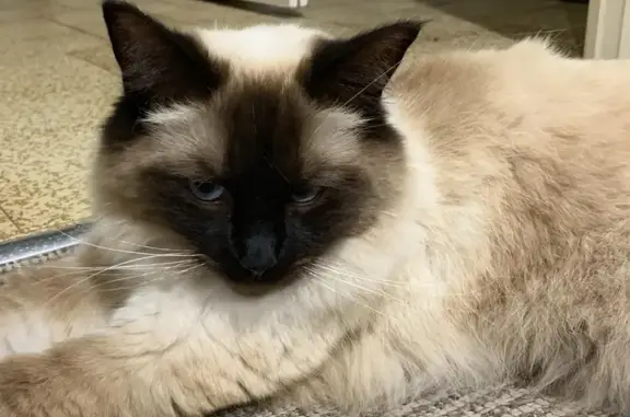 Lost Ragdoll Cat: Male, Chocolate Point