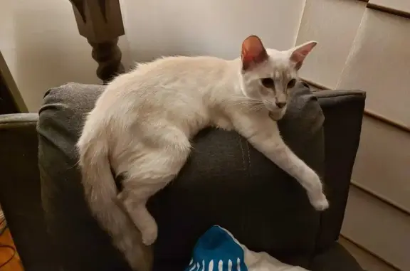 Lost Balinese Cat with Chip ID in Brisbane