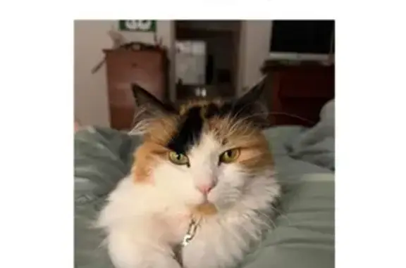 Lost Calico Cat 'SQUEAK' - Help Find Her