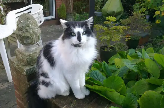 Urgent: Missing Fluffy Cat Akhe Needs Medications