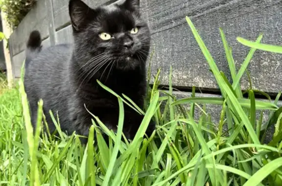 Help Find Fluffy: Missing Black Cat