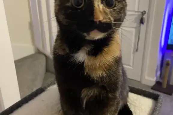 Lost Female Tortoiseshell Cat: Microchipped & Missing!