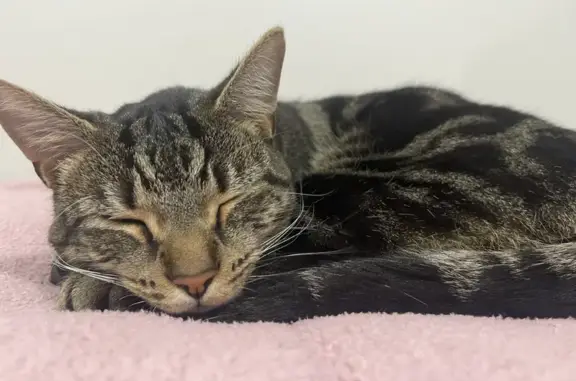 Lost Tabby Cat with Blue Collar on Craig Ave, Penrith