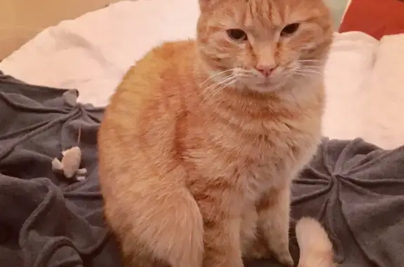 Help find Archie: Missing ginger cat in Darebin