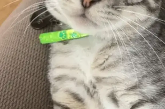 Lost Tabby: Affectionate Therapy Cat in Adelaide
