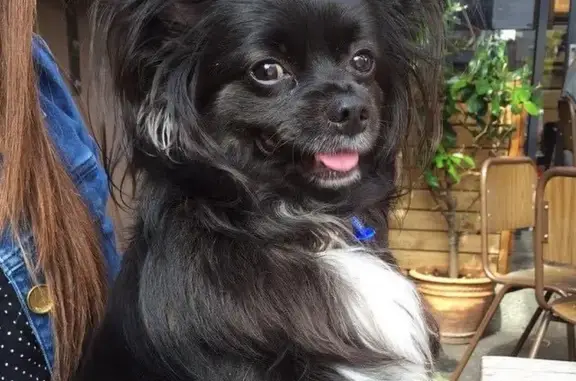 Lost Dog: Male Chihuahua-Papillon Mix - Help Find Hugo!