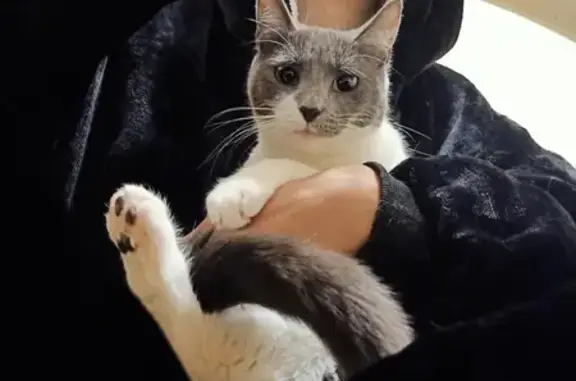 Lost Grey & White Female Cat - Onkaparinga