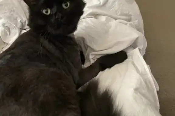 Help Find Our Missing Black Cat