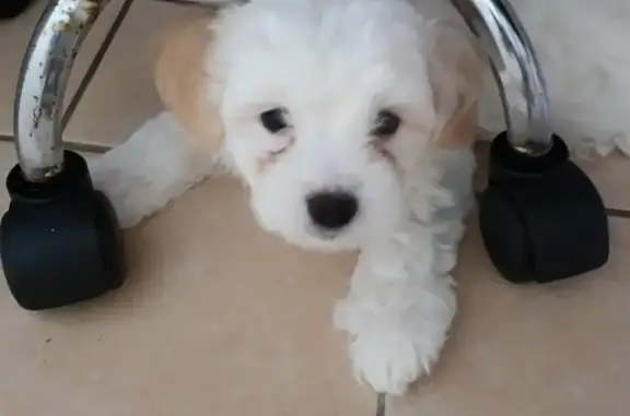 Help find stolen Maltese x Shitzu puppy