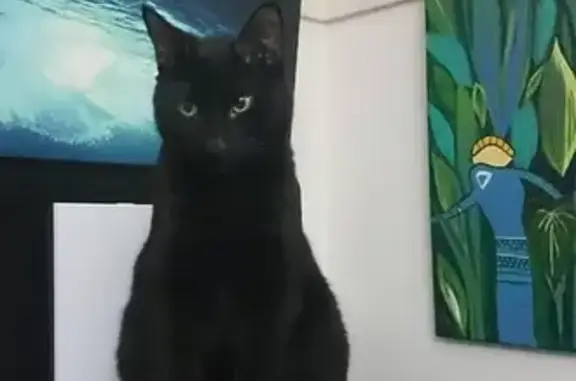 Lost Black Male Cat, 6yrs Old, Biggera St.